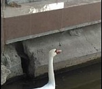 Соцсети: в Астрахани на Лебедином озере умер лебедь