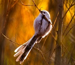 Записки астраханского натуралиста. Мои лучшие снимки 2025 года