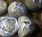 На севере Астраханской области полиции нашла у местного жителя 5,8 кг каннабиса и 4 коробки с патронами