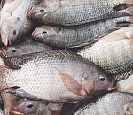 "Ъ - Итоги года" в Астраханской области: "Рыбы тучные стада"