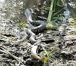 Астраханцев напугала огромная змея