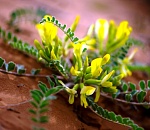 Записки астраханского натуралиста. Астрагалы - самые астраханские растения