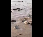 Кадры умирающей рыбы: что происходит в астраханских полоях