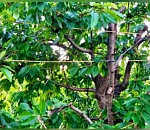 Астраханский следком: 10-летний мальчик погиб от удара током во время сбора ягод