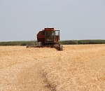 В Астраханской области планируют увеличить сбор зерновых до 30 тыс. тонн 