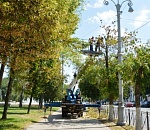 В центре Астрахани опиливают деревья на площади Ленина 