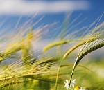 В понедельник астраханцам снова обещают грозу и сильный ветер