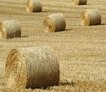 В Астраханской области школьницы спалили сена на полмиллиона 