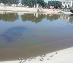 Фото дня: радужные воды Волги