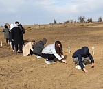 Астраханские ученые разработали методы борьбы с опустыниванием пастбищ