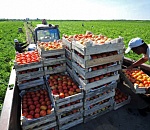 ОАО «Россети» поддержит астраханских аграриев