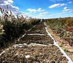 Астраханский предприниматель вырастил в своем прудовом хозяйстве 123 кг наркосредств