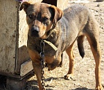 В Астрахани волонтеры выходили бездомного пса, подстреленного догхантером