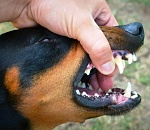 Астраханская прокуратура добилась компенсации для ребенка, на которого напала собака