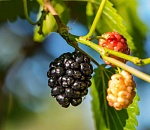 Записки астраханского натуралиста. Тутник, тутовник или шелковица