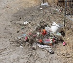 Астраханцы массово жалуются на захламленность на городских кладбищах