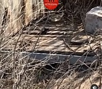 В Астрахани милого зверька застали врасплох (ВИДЕО)