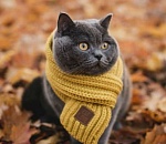 Завтра в Астрахани резко похолодает