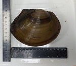 Записки астраханского натуралиста. Чем опасны моллюски из Китая