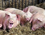В Астраханской области выявили два очага африканской чумы свиней