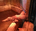 Крокодил не вернется в кинотеатр "Октябрь" после ремонта