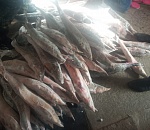 Астраханскому браконьеру грозит срок из-за осетров и черной икры