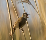 Записки астраханского натуралиста. Кто кричит в тростниках?