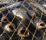 Астраханские полицейские изъяли у браконьеров более 160 тонн рыбы