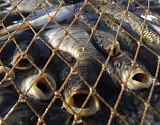 Астраханские полицейские изъяли у браконьеров более 160 тонн рыбы