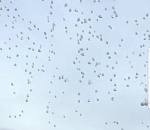 В Астрахани взмыли в небо сотни белых шаров