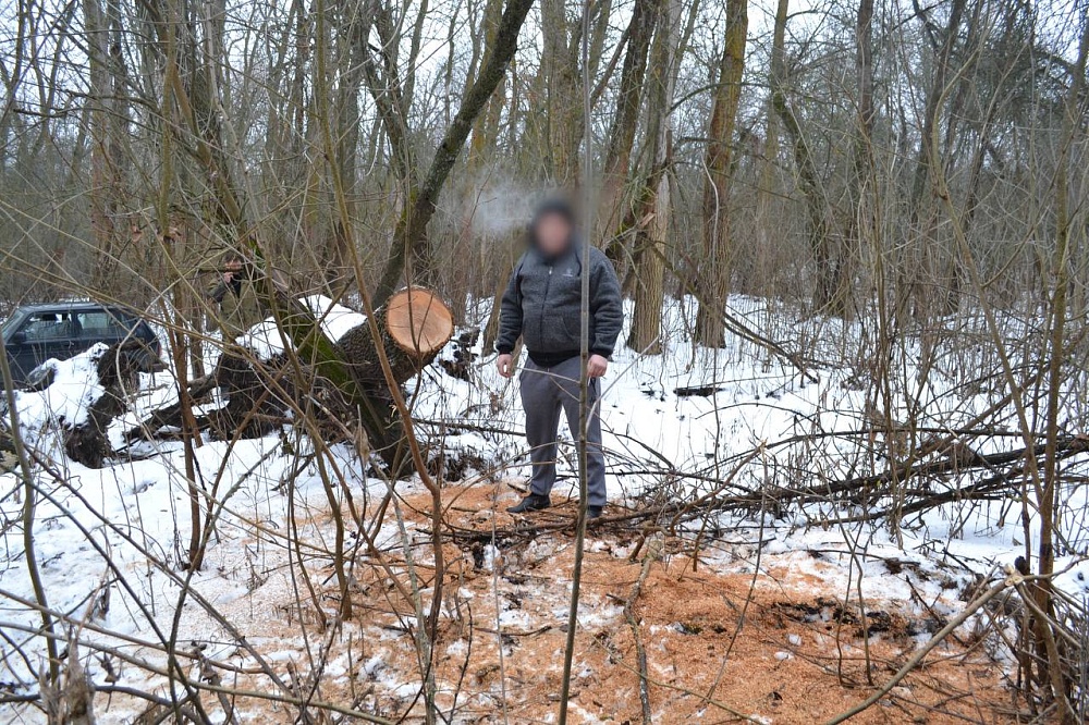 7 лет за два ясеня: в Астраханской области поймали черного лесоруба