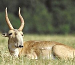 Браконьеры убили 46 молодых сайгаков, чтобы продать их рога