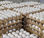 Астраханские птицефабрики к Пасхе будут продавать яйца по цене ниже рыночной 