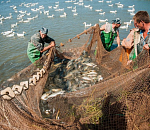 Угроза миновала: на столах россиян астраханская рыба все-таки будет