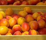 Опасный вредитель обнаружен в абрикосах, прибывших в Астрахань 