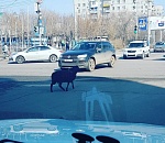 Фото дня: в Астрахани замечена овца, которая соблюдает ПДД