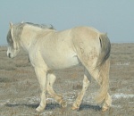 Трое астраханцев украли лошадей на три миллиона