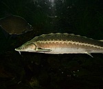 Астраханца задержали в момент перепродажи икры и осетров 