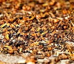 Агроспециалисты Астраханской области и Казахстана подписали соглашение о совместных действиях против саранчи