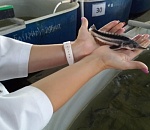 КаспНИРХ затягивает в белужий омут