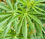 Астраханец собирал коноплю и попался