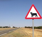 «Коровы-беспризорницы» влетят астраханским фермерам в копеечку. Какие штрафы грозят за беспризорный скот?