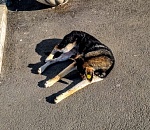 Облава начинается. С астраханских улиц уберут 1500 бродячих собак