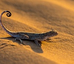 Записки астраханского натуралиста. Ящерица круглоголовка-вертихвостка