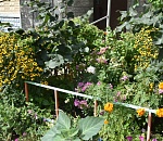 Астраханцам предлагают помериться дворами