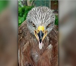 Еще одного подстреленного в Астрахани хищника спасают в Волгограде