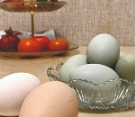 Голубые яйца несут куры в астраханском хозяйстве 