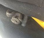 Пригреть змею: В машине астраханки поселился жуткий "подарочек"