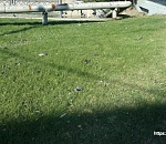 В Астрахани массово умирают птицы