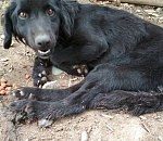 "В Астрахани помочь не могут". Астраханка просит спасти собаку